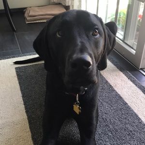 Meet your Posher, Allison